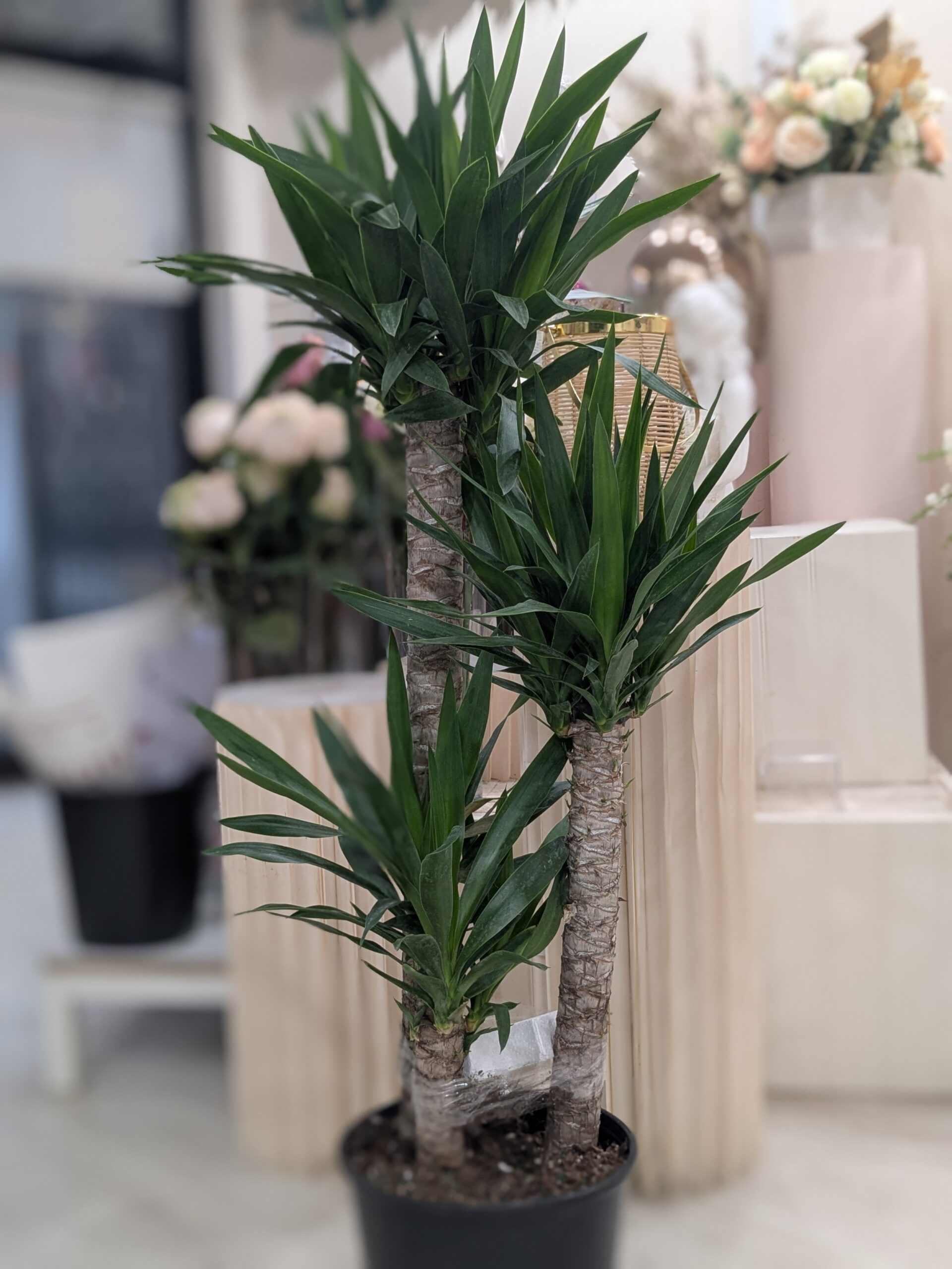 17+ Dracaena With Flowers Dracaena - Tina's 4Ever Flowers
