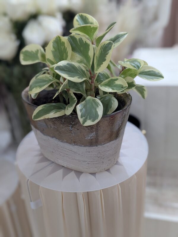 Small baby Rubberplant in a brown oval pot