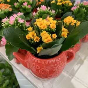 Kalanchoe Teapot