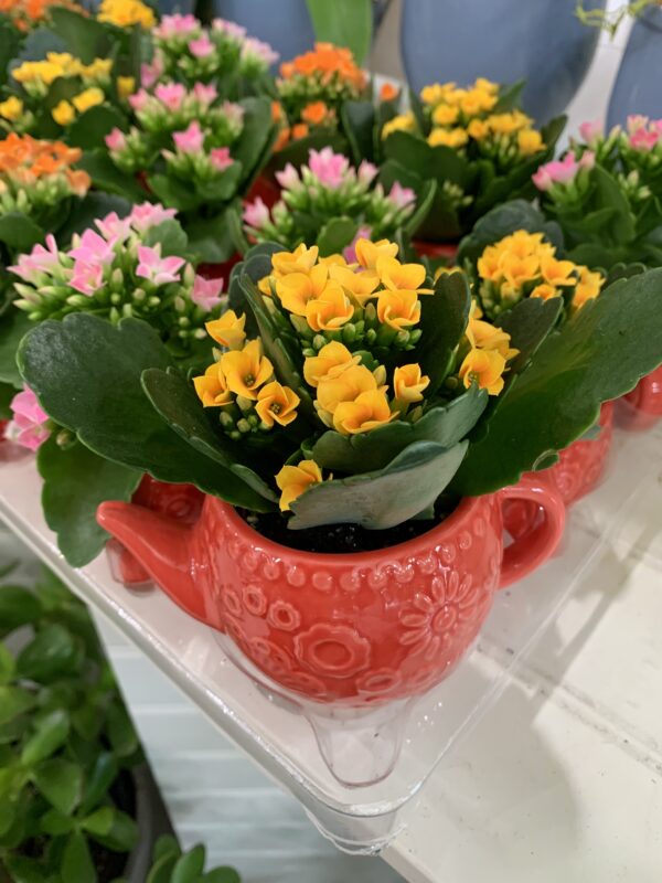 Kalanchoe Teapot