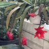Orchid Cactus
