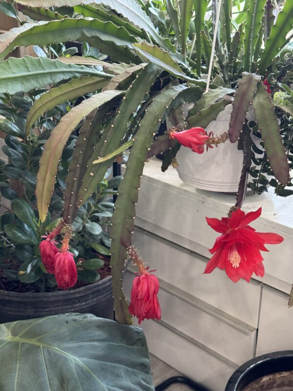 Orchid Cactus