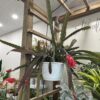 Orchid Cactus