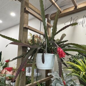 Orchid Cactus