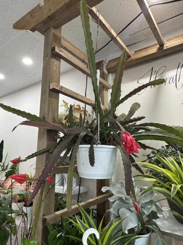 Orchid Cactus