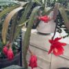 Orchid Cactus