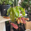 Pitcher Plant