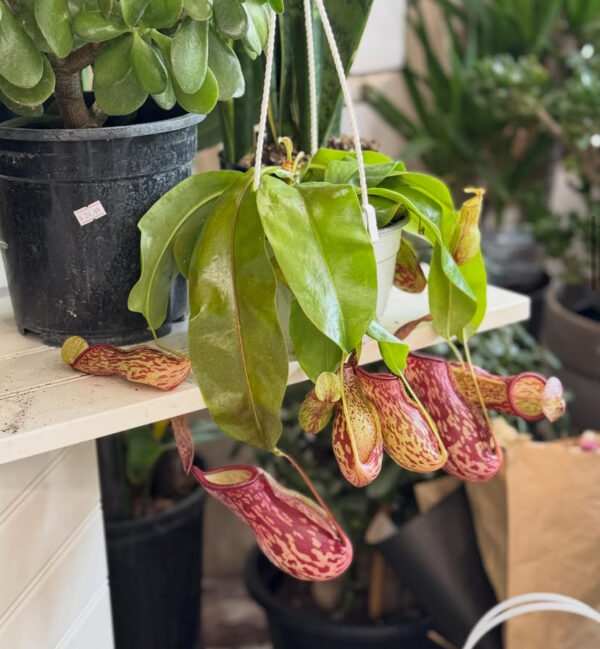 Pitcher Plant