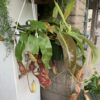 Pitcher Plant