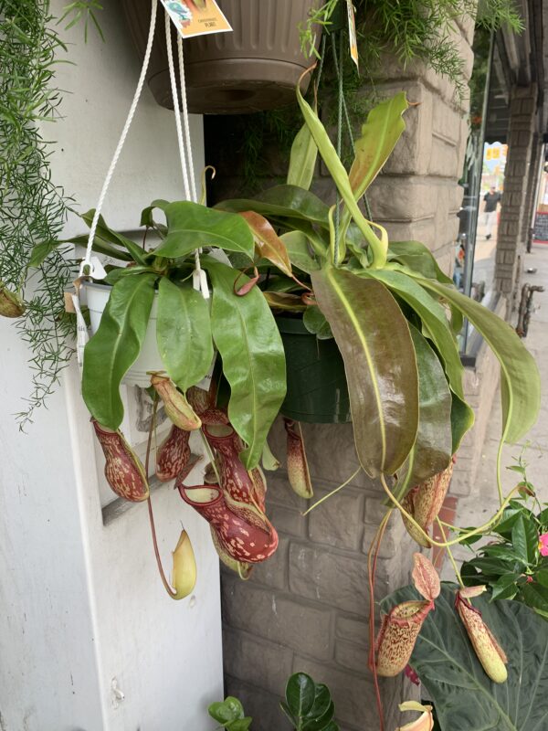 Pitcher Plant