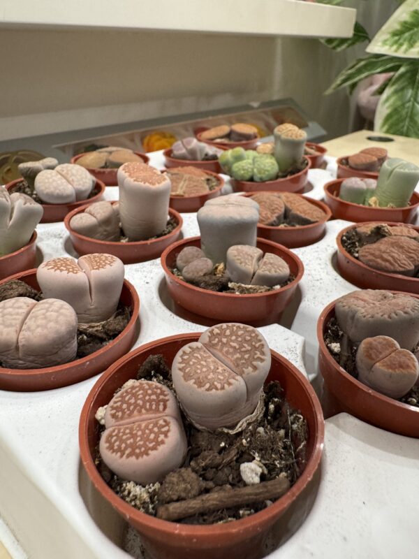 IMG_3471 Lithops