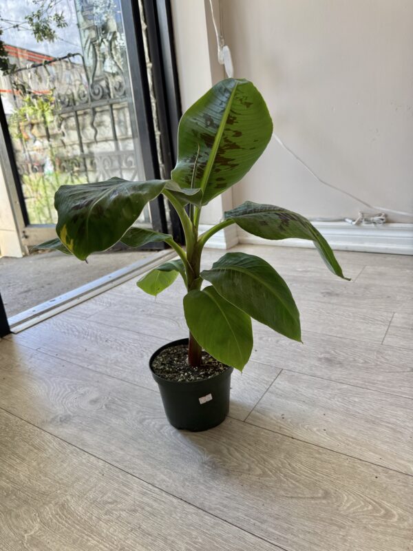 IMG_3472 Banana Plant