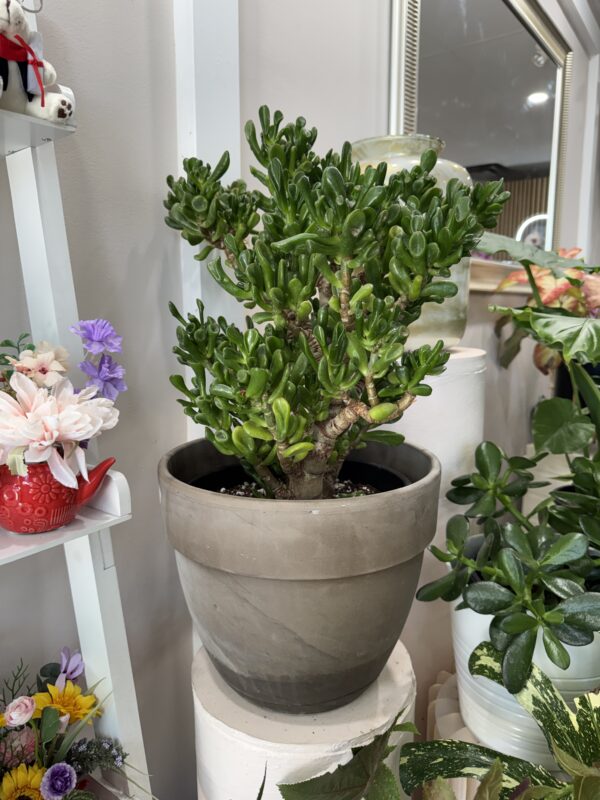 IMG_3476 Jade Plant