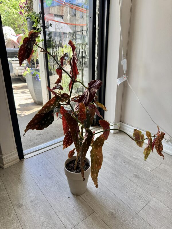 IMG_3477 Begonia