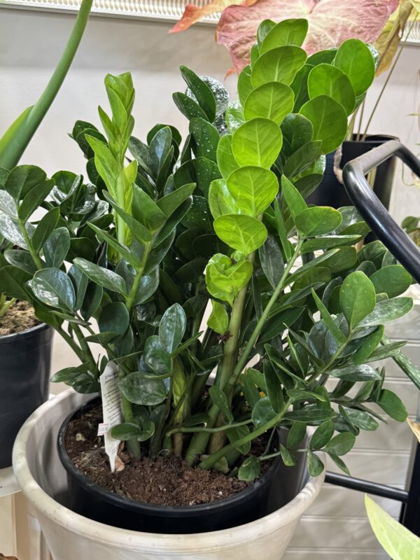 ZZ Plant