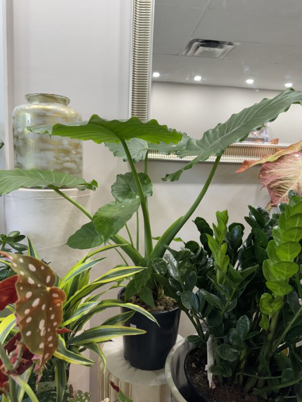 Alocasia