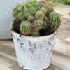 Small Cactus