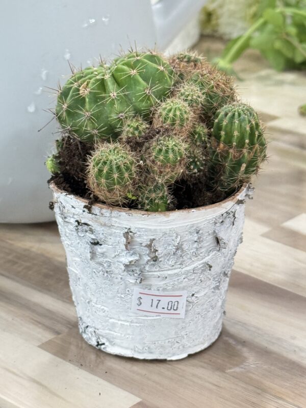 Small Cactus