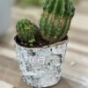 Small Cactus