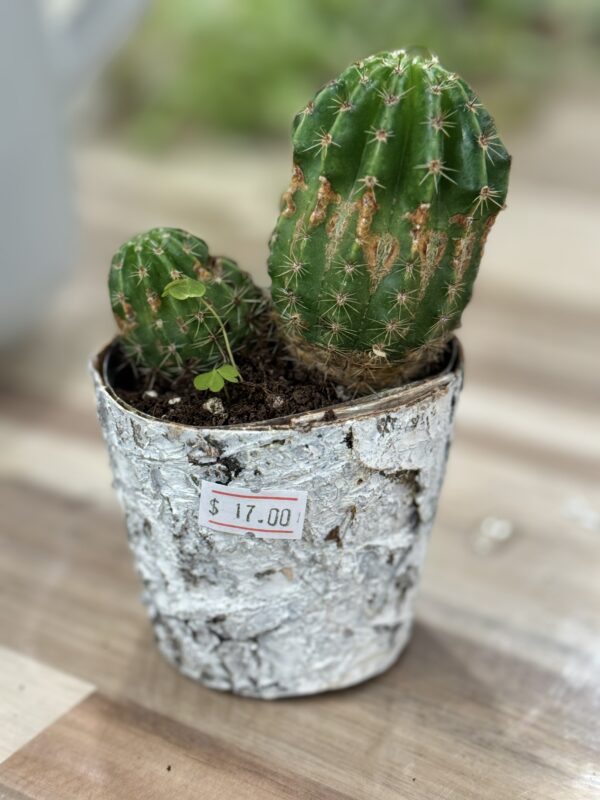 Small Cactus