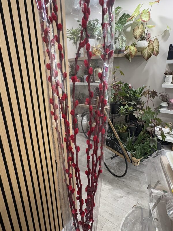 Pussy Willow - Red