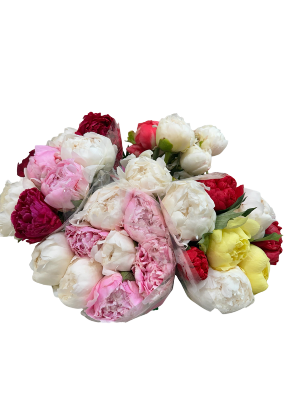 Peony