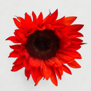 Sunflower Bundle