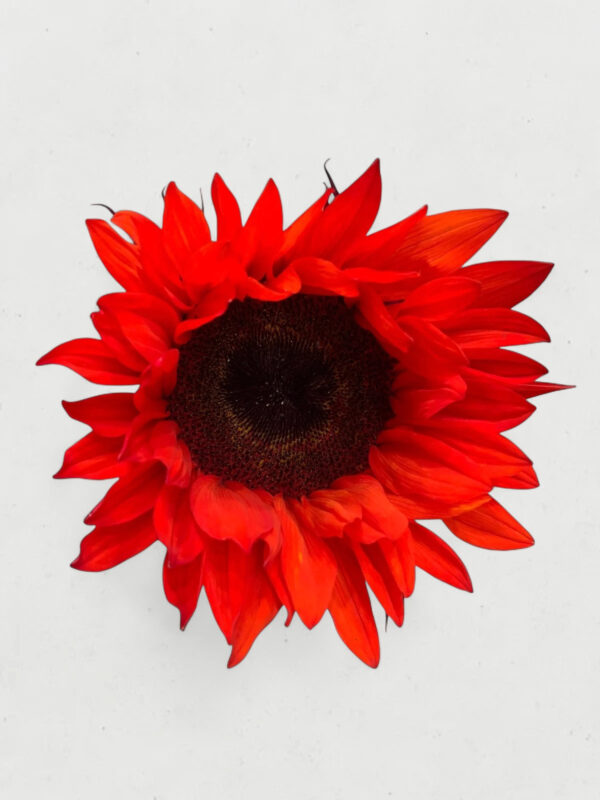 Sunflower Bundle