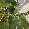 Fig Tree