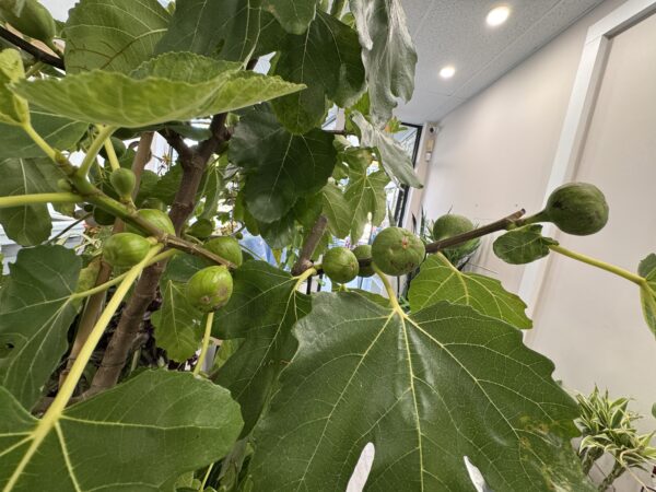 Fig Tree
