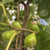 Fig Tree