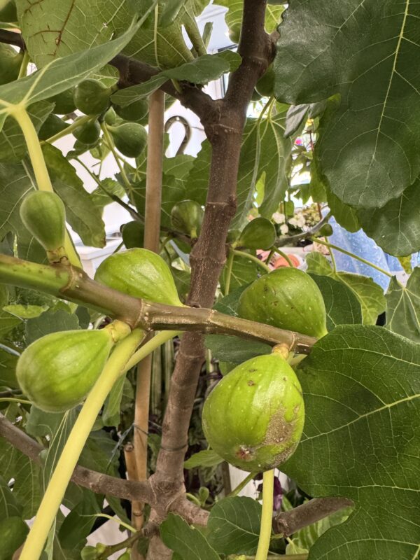 Fig Tree