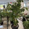 Fig Tree