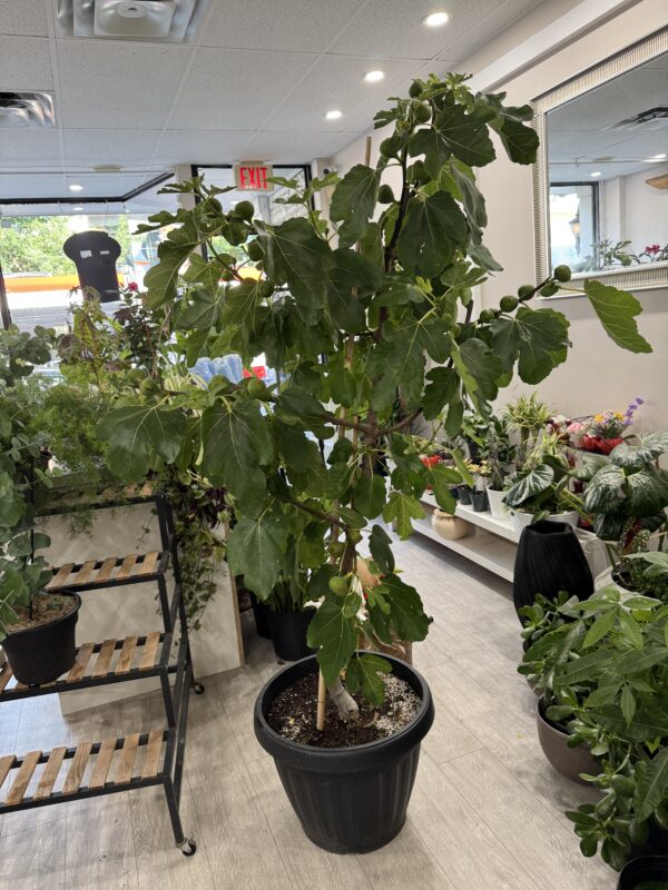 Fig Tree