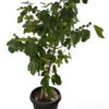 Fig Tree