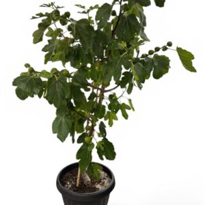 Fig Tree