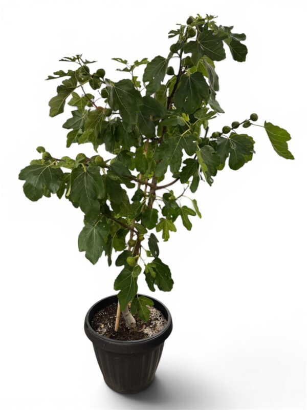 Fig Tree